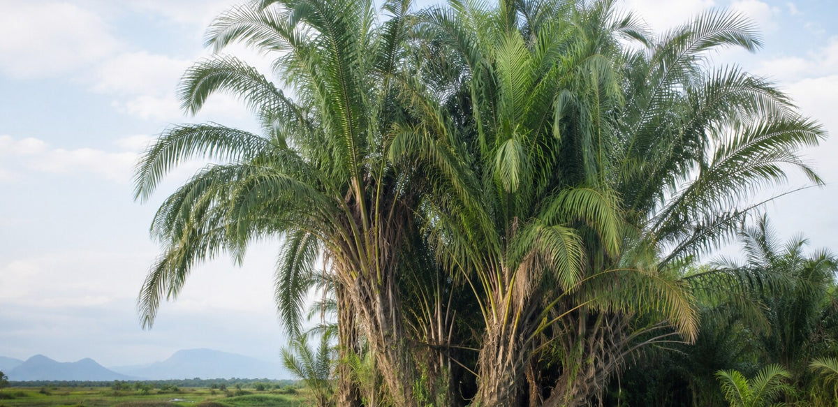 Palmier raphia au bord d’une zone humide à Madagascar