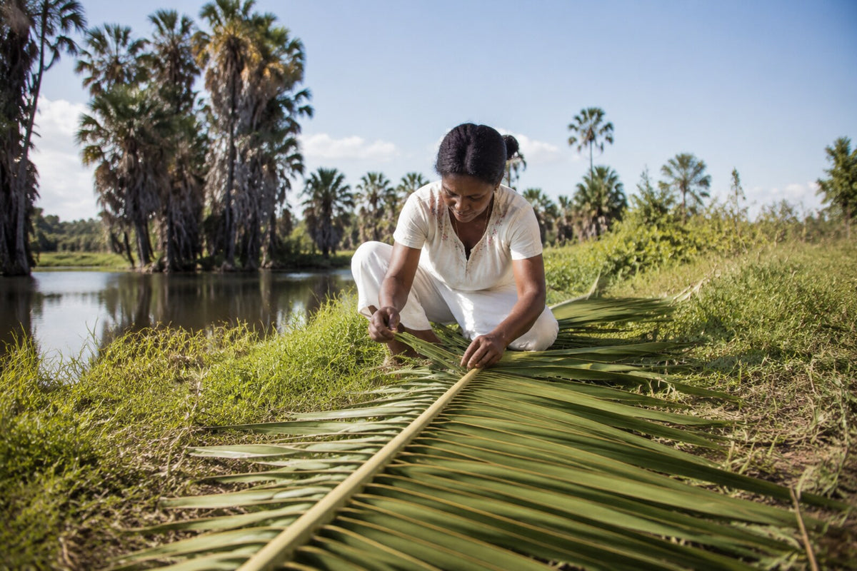 Préparation d’une palme de raphia après la récolte