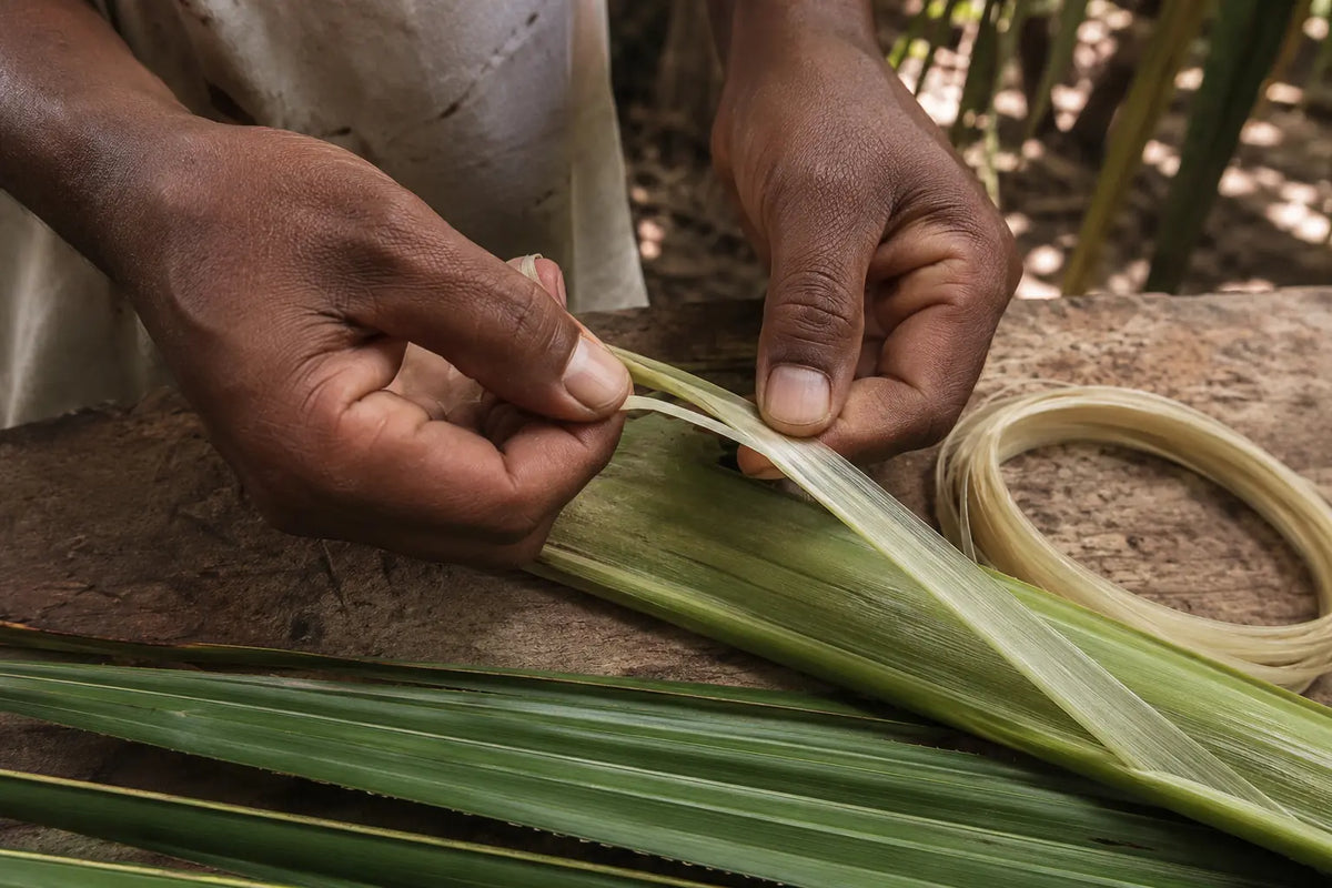 Extraction manuelle d’un ruban de raphia à partir d’une jeune foliole