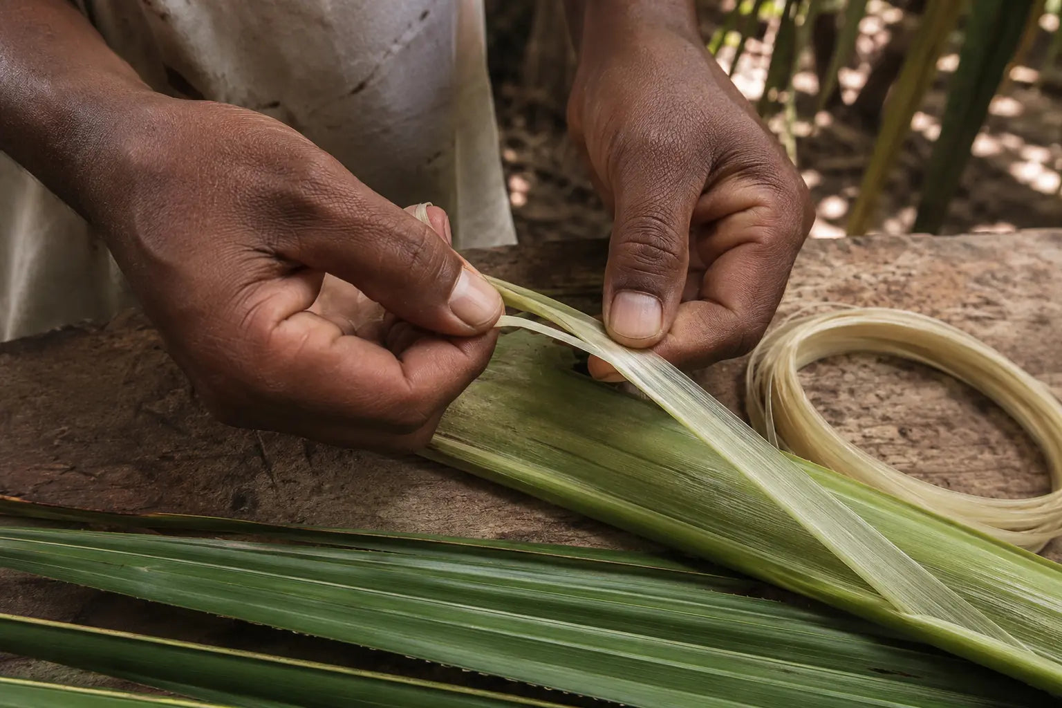 Extraction manuelle d’un ruban de raphia à partir d’une jeune foliole