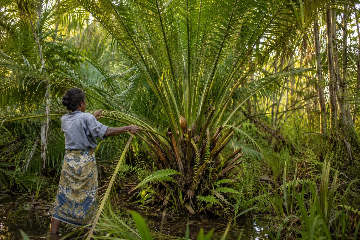 Récolte attentive d’une feuille de palmier raphia à Madagascar