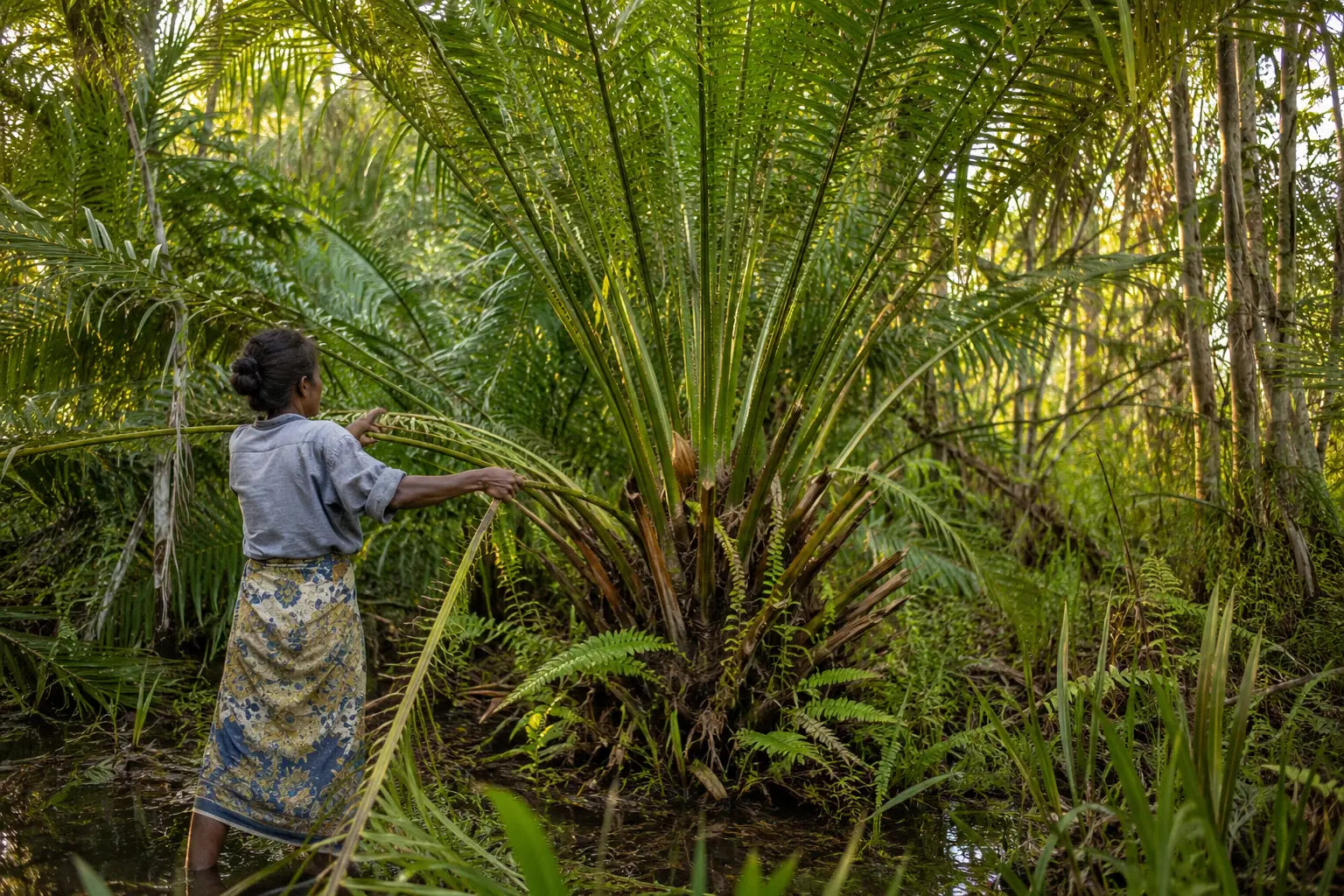 Récolte attentive d’une feuille de palmier raphia à Madagascar