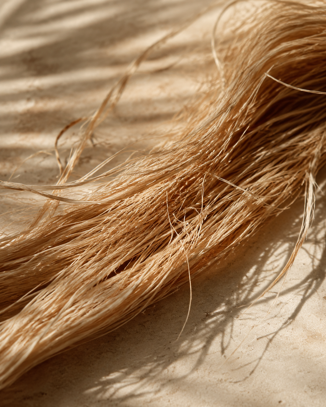 Fibres de raphia naturel de Madagascar dans la lumière