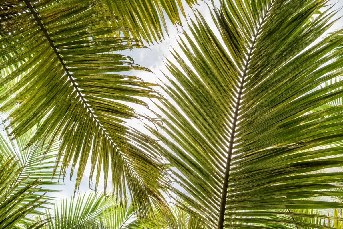 Palmes de raphia traversées par la lumière